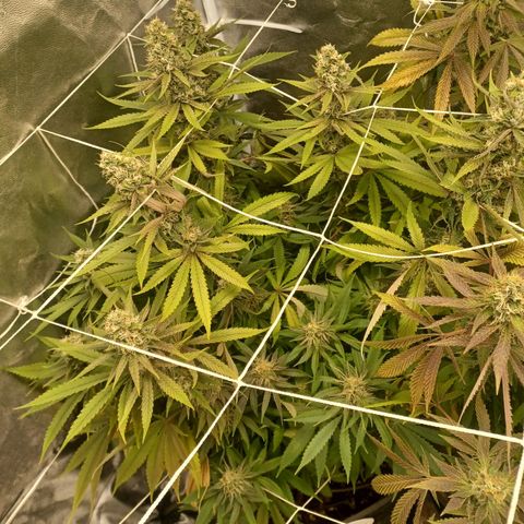 Dark Putang #1 growlog timeline photo