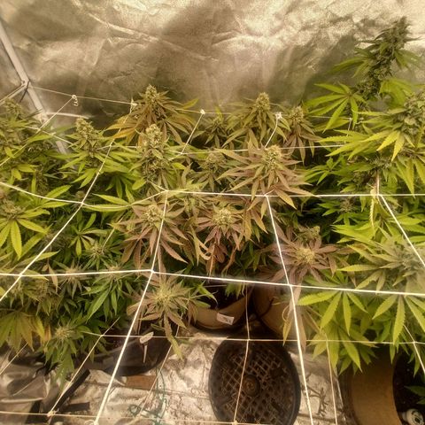 Dark Putang #2 growlog timeline photo