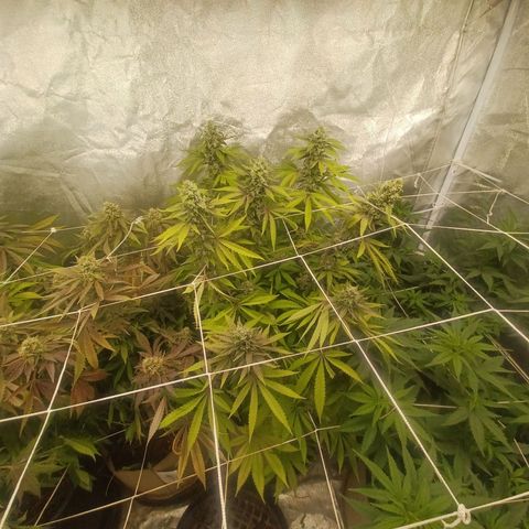 Dark Putang #3 growlog timeline photo
