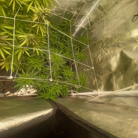 Special Queen #1 growlog timeline photo