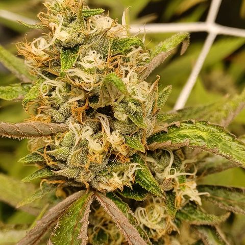 Dark Putang #1 growlog timeline photo