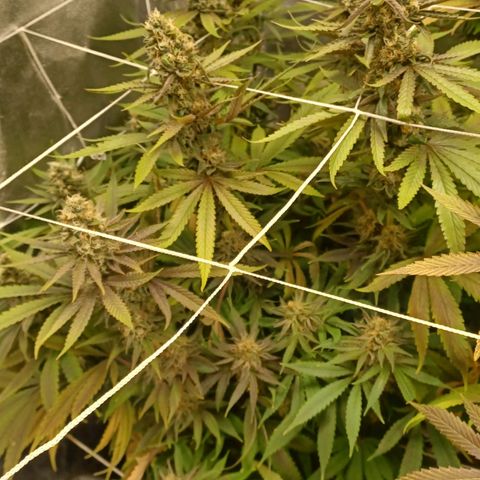 Dark Putang #1 growlog timeline photo