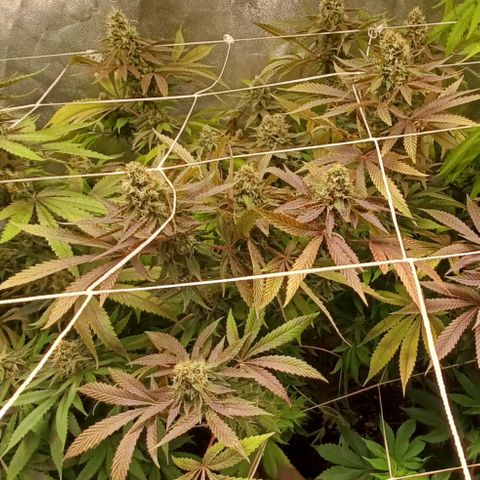 Dark Putang #2 growlog timeline photo