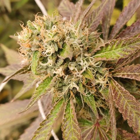 Dark Putang #2 growlog timeline photo