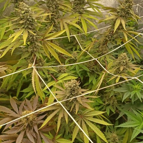 Dark Putang #3 growlog timeline photo
