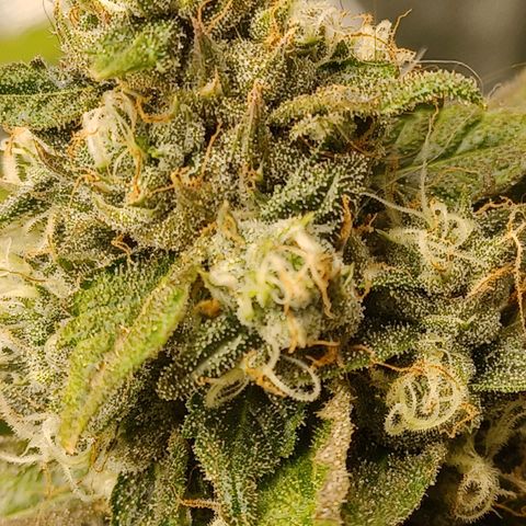 Dark Putang #3 growlog timeline photo