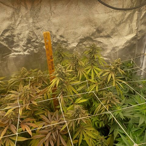 Special Queen #1 growlog photo: 3 ladies finishing up and 3 ladies (clones) just beginning to 🌼 