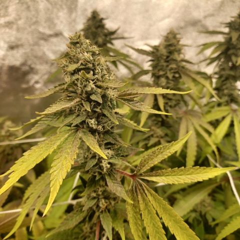 Special Queen #1 growlog photo: 3 ladies finishing up and 3 ladies (clones) just beginning to 🌼 