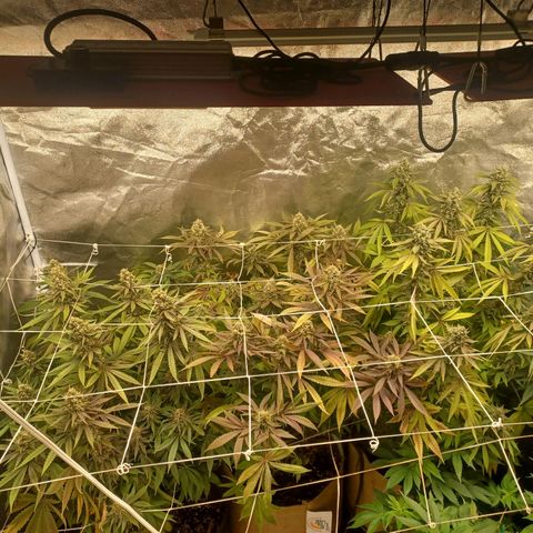 Special Queen #1 growlog photo: 3 ladies finishing up and 3 ladies (clones) just beginning to 🌼 