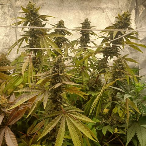Special Queen #1 growlog photo: 3 ladies finishing up and 3 ladies (clones) just beginning to 🌼 