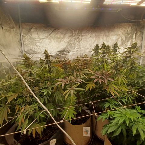 Special Queen #1 growlog photo: 3 ladies finishing up and 3 ladies (clones) just beginning to 🌼 