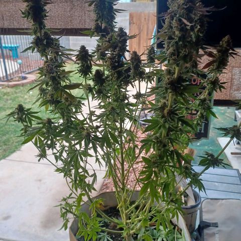 Dark Putang #2 growlog timeline photo