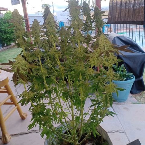Dark Putang #2 growlog photo: Preharvest 