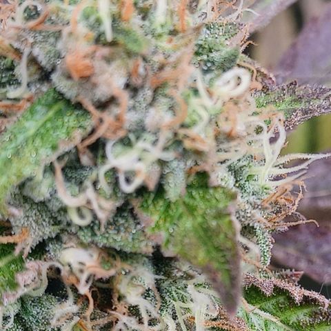 Dark Putang #2 growlog photo: Preharvest 