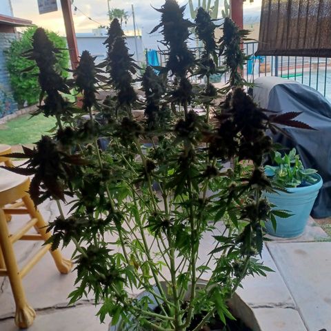 Dark Putang #2 growlog photo: Preharvest 