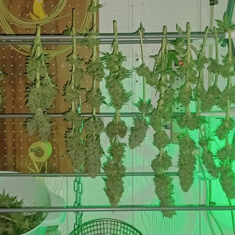 Dark Putang #2 growlog timeline photo