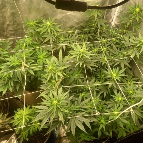 Purple Queen growlog timeline photo