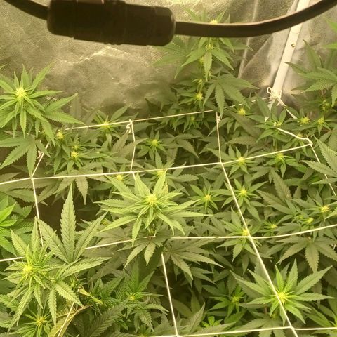 Special Queen #1 growlog timeline photo