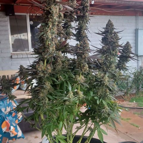 Dark Putang #1 growlog photo: Pre-harvest on a rainy day...