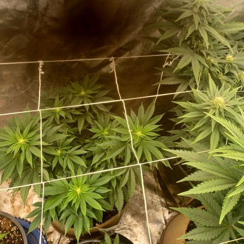 Purple Queen growlog timeline photo