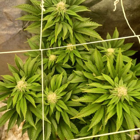 Purple Queen growlog timeline photo