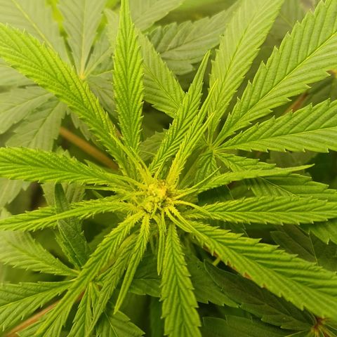 Rupert's Little Mistake #1 growlog timeline photo