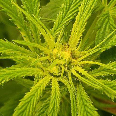 Rupert's Little Mistake #3 growlog timeline photo