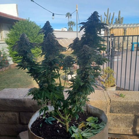Purple Queen growlog timeline photo