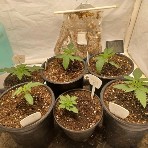 The Base from Ruga Monteto #2 growlog timeline photo