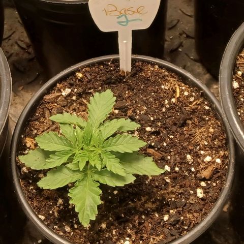 The Base from Ruga Monteto #2 growlog timeline photo