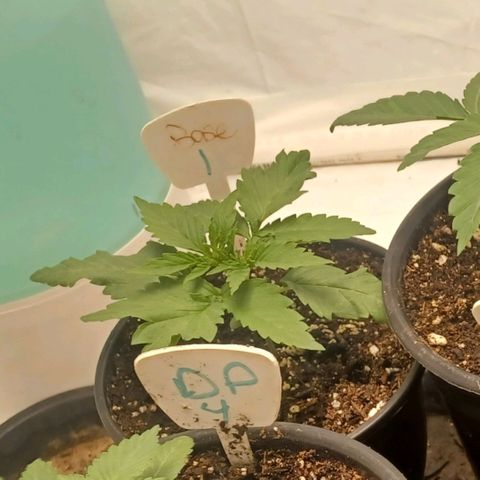 Dark Putang #4 growlog timeline photo