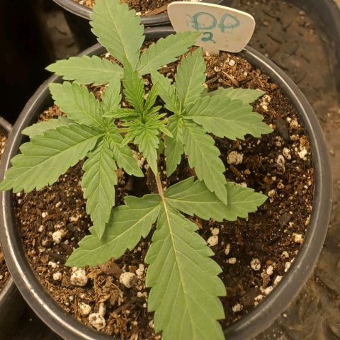 Dark Putang #2 growlog timeline photo