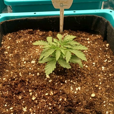 The Base from Ruga Monteto #2 growlog photo: 1st cycle in aircube system.