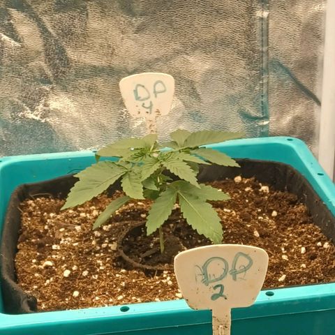 Dark Putang #4 growlog photo: 1st cycle in aircube system 