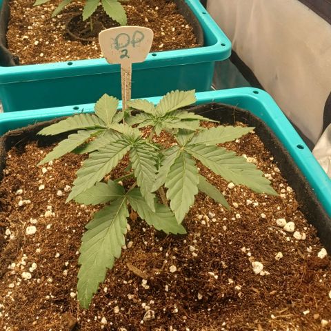 Dark Putang #2 growlog photo: 1st cycle in aircube system