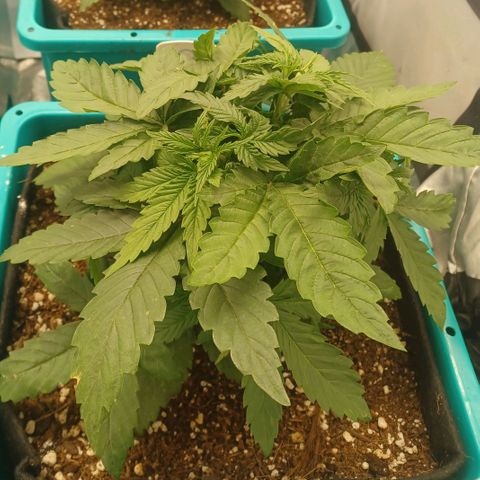 Dark Putang #2 growlog timeline photo