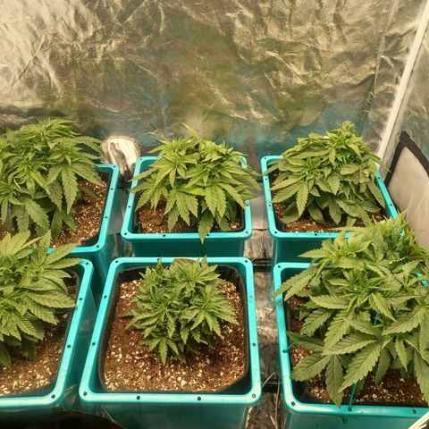 Dark Putang #4 growlog timeline photo