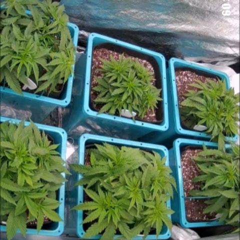 Dark Putang #2 growlog timeline photo