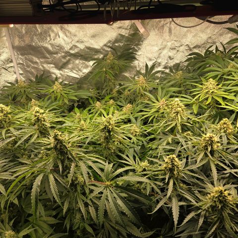 The Base from Ruga Monteto #2 growlog timeline photo
