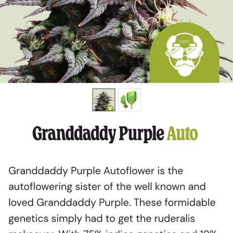 Grandaddy Purple Auto #1 growlog photo