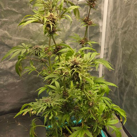 The Base from Ruga Monteto #2 growlog timeline photo