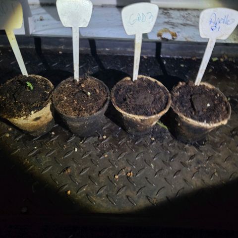 Grandaddy Purple Auto #1 growlog photo