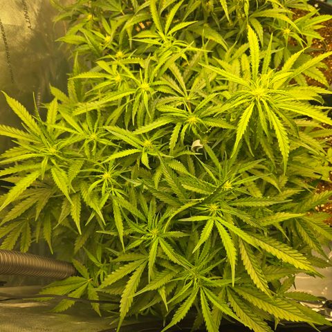 Apollo F1 - RQS growlog photo