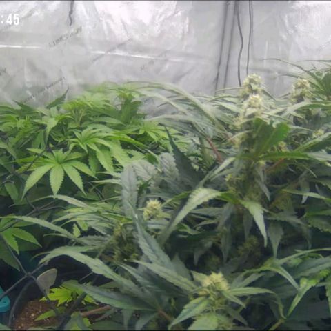 Grandaddy Purple Auto #1 growlog photo