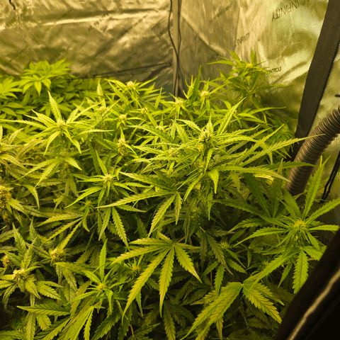Apollo F1 - RQS growlog photo