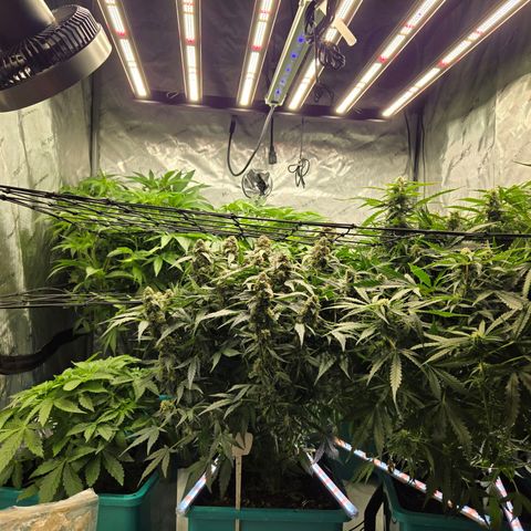 Apollo F1 - RQS growlog photo