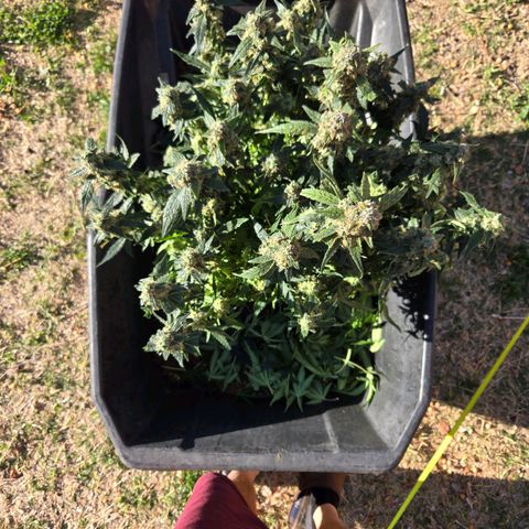 Apollo F1 - RQS growlog photo: Pre-harvest Haircut and plant structure (tied and pinched main in early veg)