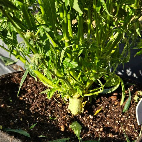 Apollo F1 - RQS growlog photo: Pre-harvest Haircut and plant structure (tied and pinched main in early veg)