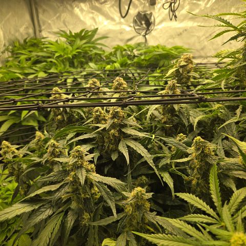 Apollo F1 - RQS growlog photo: Pre-harvest Haircut and plant structure (tied and pinched main in early veg)