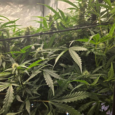 Grandaddy Purple Auto #1 growlog timeline photo